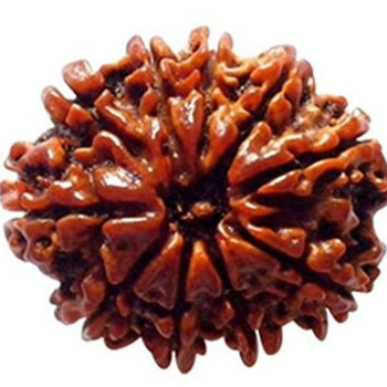 10 Mukhi Rudraksha(Nepal Origin)
