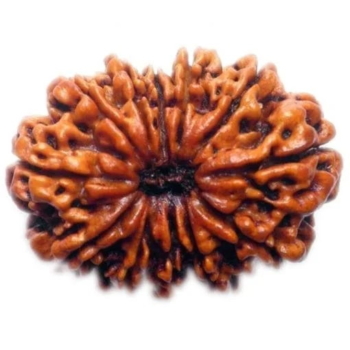 12 Mukhi Rudraksha(Nepal Origin)
