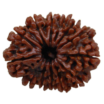 13 Mukhi Rudraksha(Nepal Origin)
