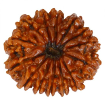 14 Mukhi Rudraksha(Nepal Origin)