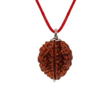 2 Mukhi Rudraksha(Himalayan Origin)