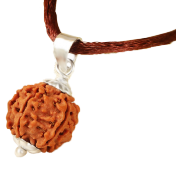 5 mukhi Rudraksha(Nepal Origin)