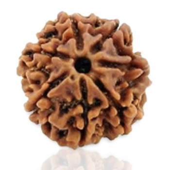 6 Mukhi Rudraksha(Nepal Origin)
