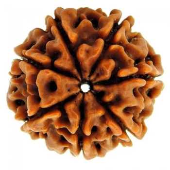 7 Mukhi Rudraksha(Nepal Origin)