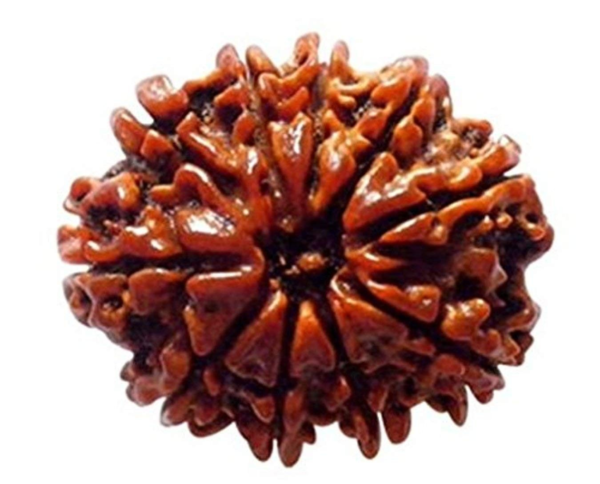 10 Mukhi Rudraksha(Nepal Origin)