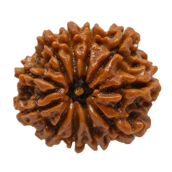 11 Mukhi Rudraksha(Nepal Origin)