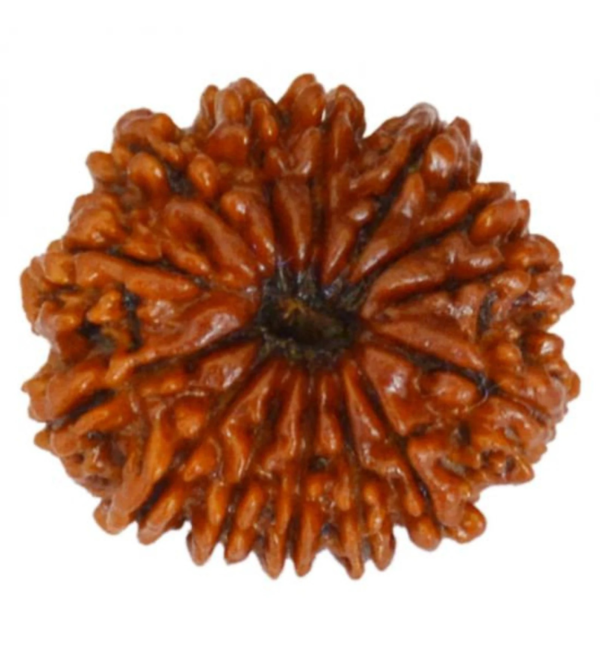 14 Mukhi Rudraksha(Nepal Origin)