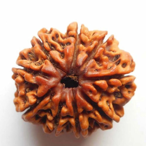 9  mukhi Rudraksha(Nepal Origin)
